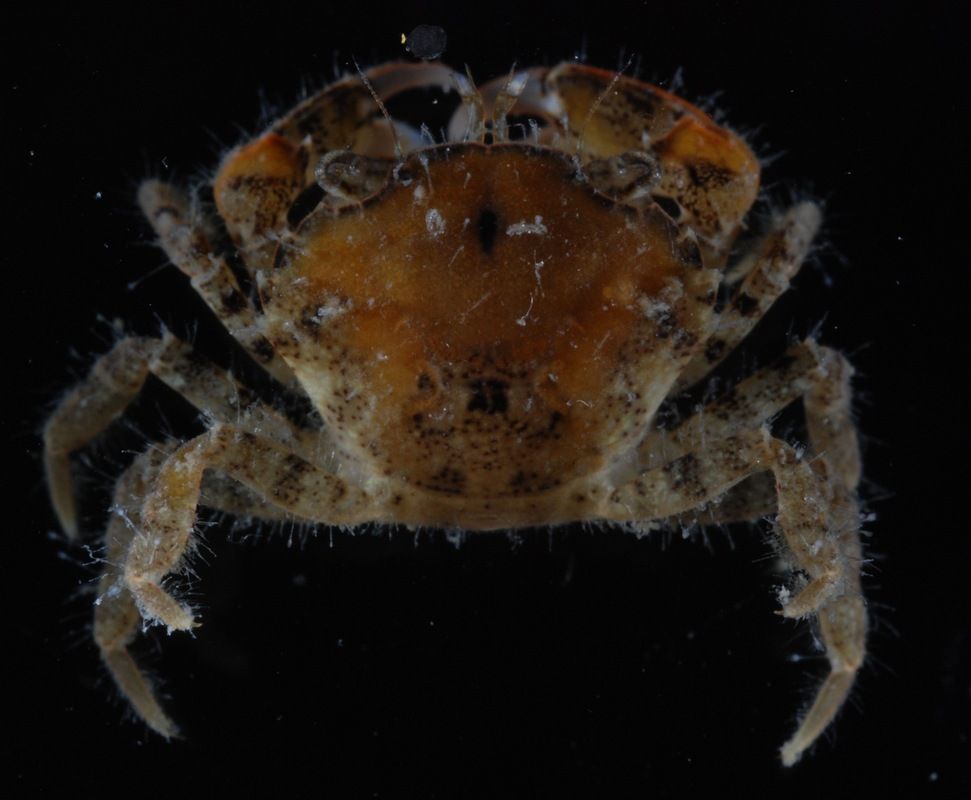 Image of Eurypanopeus depressus